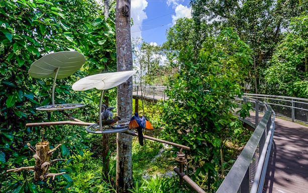 Birds feeding at a station surrounded by lush greenery at Bird Paradise, Singapore.