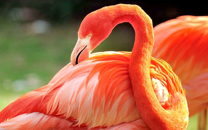 Flamingo preening feathers at Cologne Zoo.