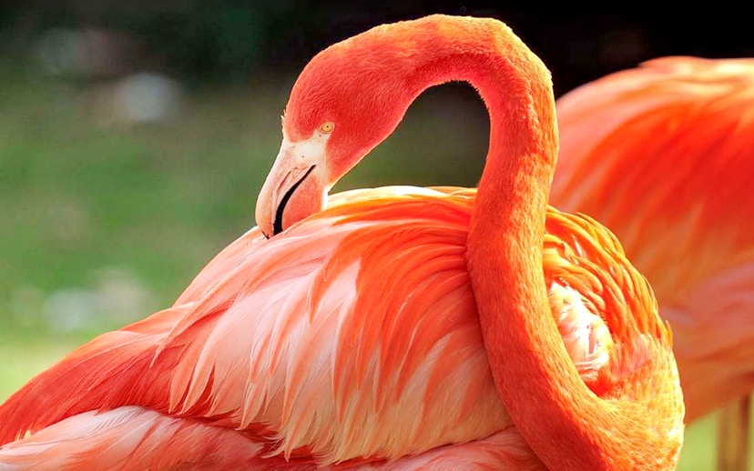 Flamingo preening feathers at Cologne Zoo.