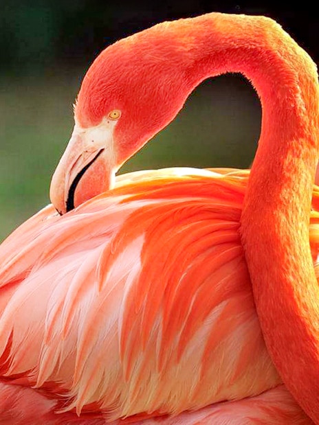 Flamingo preening feathers at Cologne Zoo.