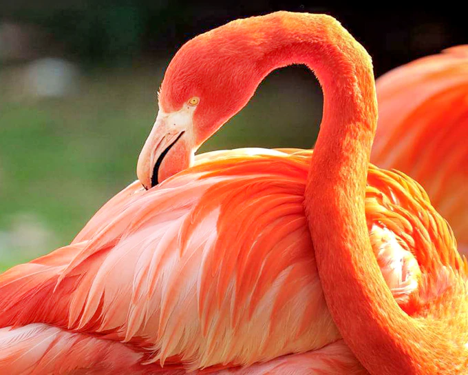 Cologne Zoo and Aquarium Entry Tickets
