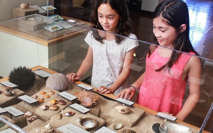Children observing sea shell exhibit at San Diego museum.