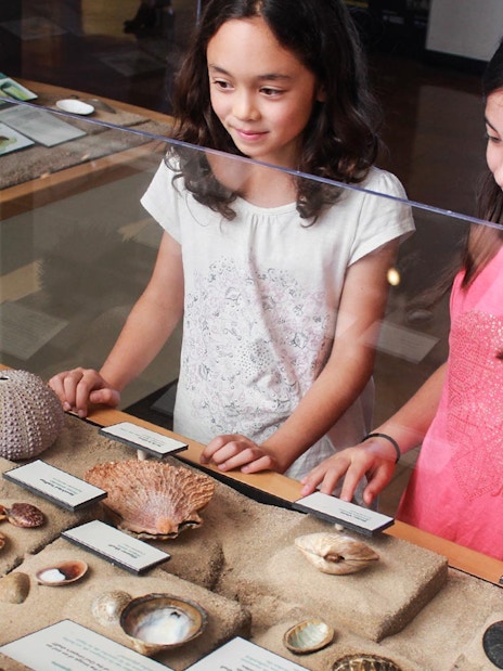 Children observing sea shell exhibit at San Diego museum.