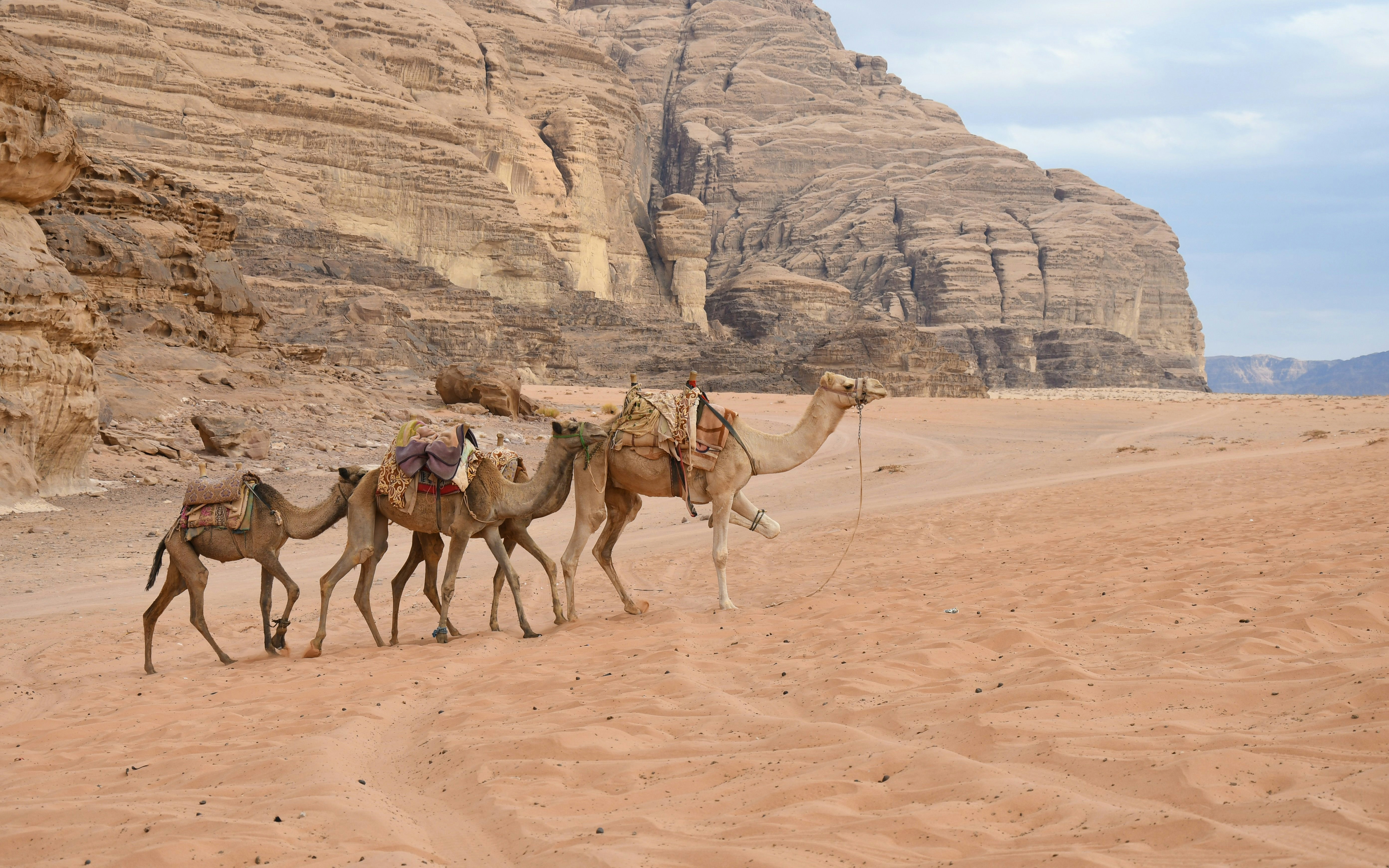 Camels walking through the desert landscape of Wadi Rum, Jordan.