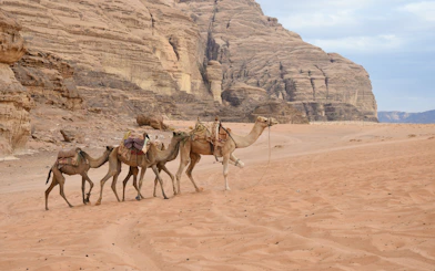 Camels walking through the desert landscape of Wadi Rum, Jordan.