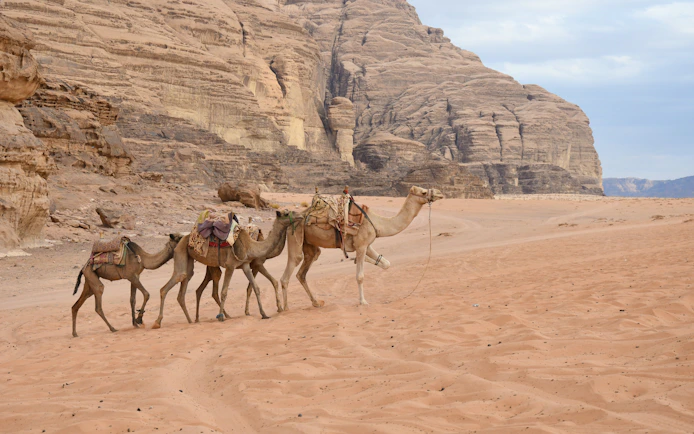 Camels walking through the desert landscape of Wadi Rum, Jordan.