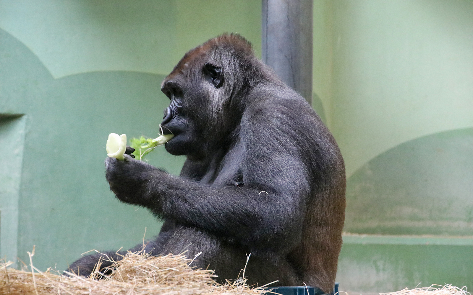 Gorilla Bokito in Rotterdam Zoo's Gorilla Forest habitat.