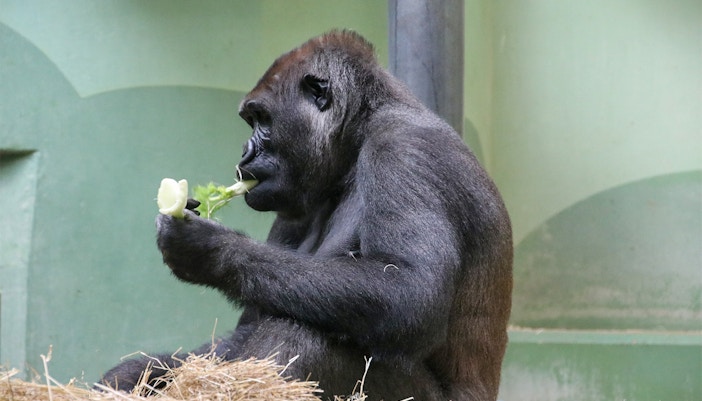 Gorilla Bokito in Rotterdam Zoo's Gorilla Forest habitat.