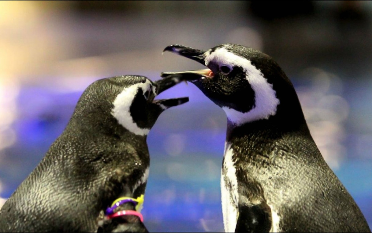 Penguins interacting at Sumida Aquarium.