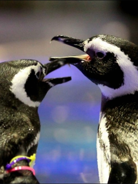 Penguins interacting at Sumida Aquarium.