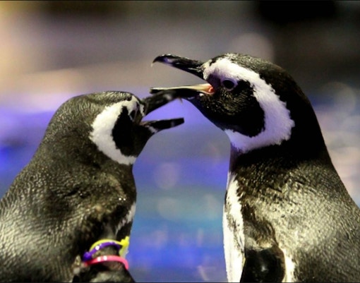 Visitors observing jellyfish at Sumida Aquarium, Tokyo.