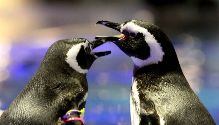 Visitors at Sumida Aquarium, Tokyo.