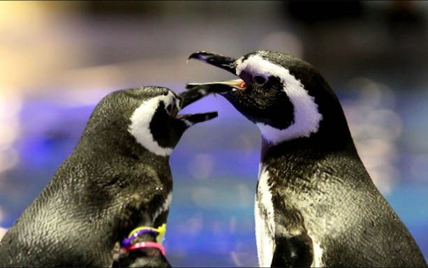 Penguins interacting at Sumida Aquarium.