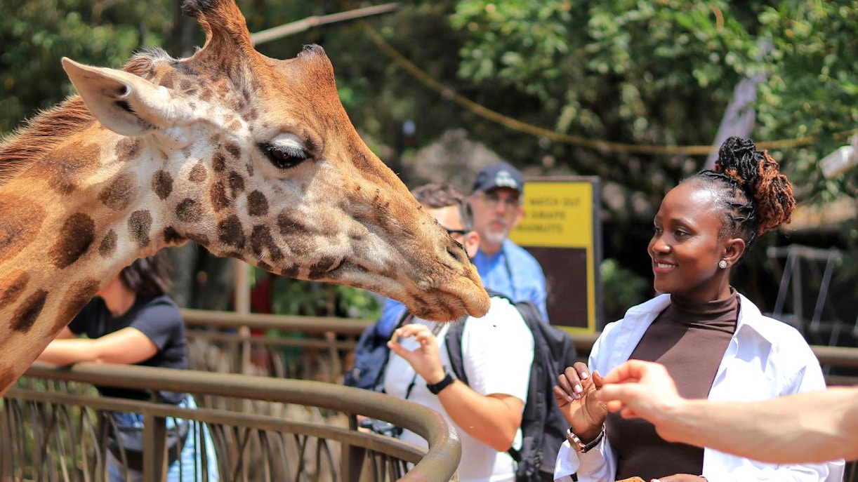 People feeding a giraffe at Giraffe Centre, Nairobi.