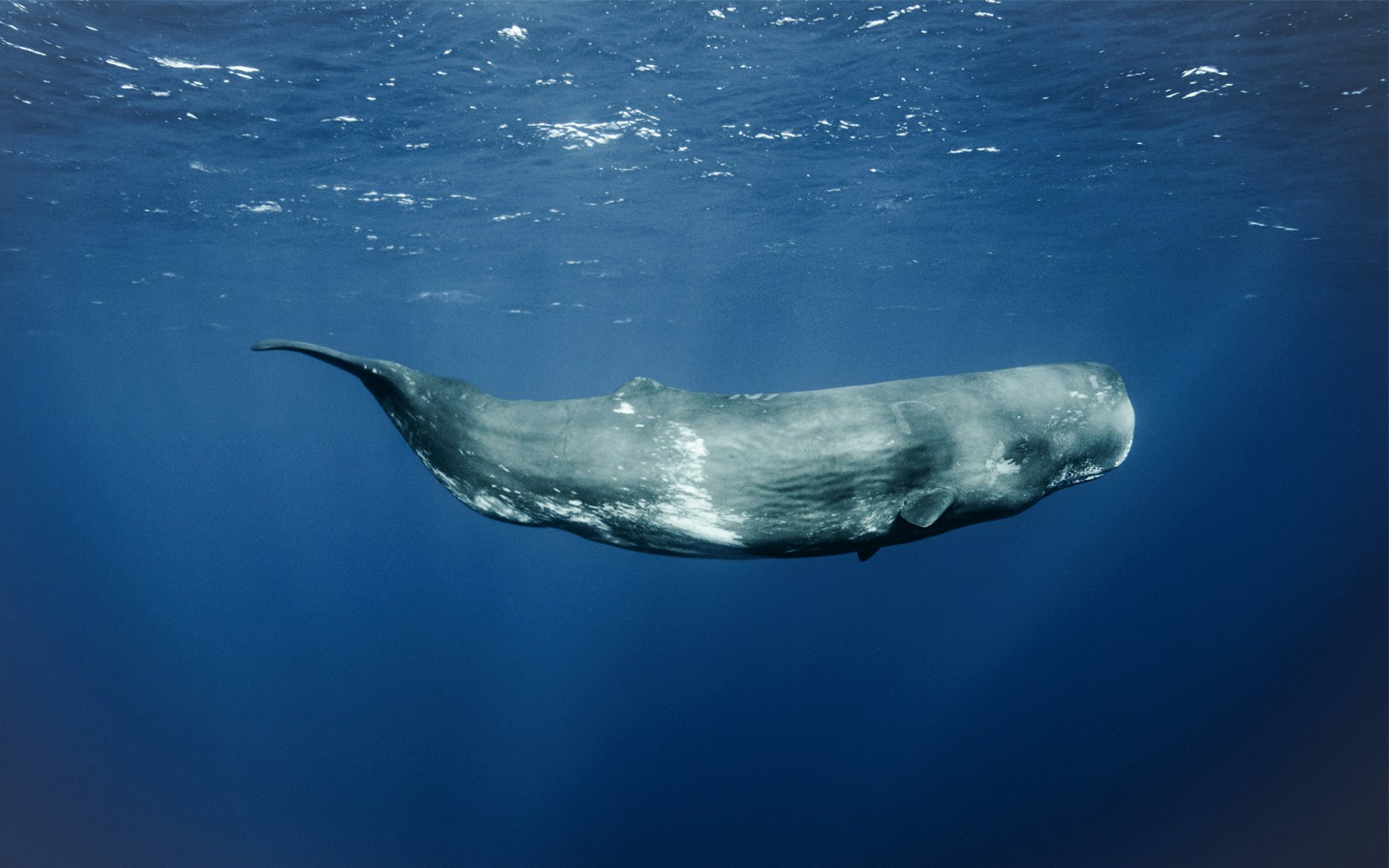 Sperm whale swimming in deep blue ocean waters.