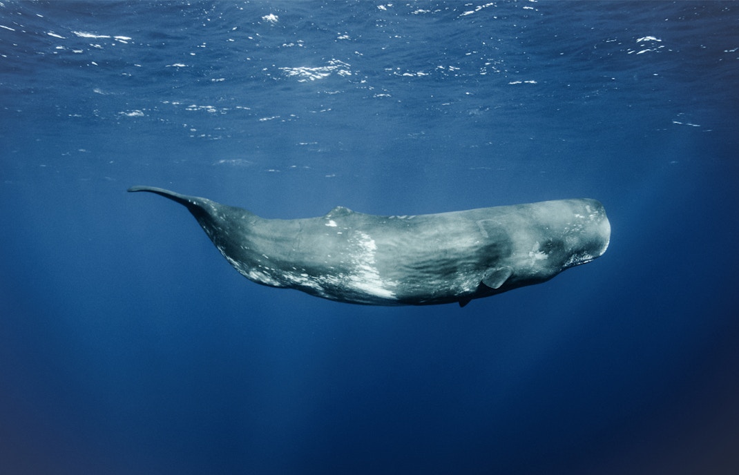 Sperm Whales