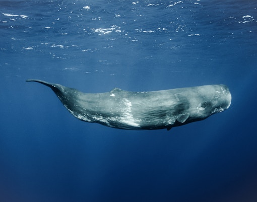 View of the whale in Iceland