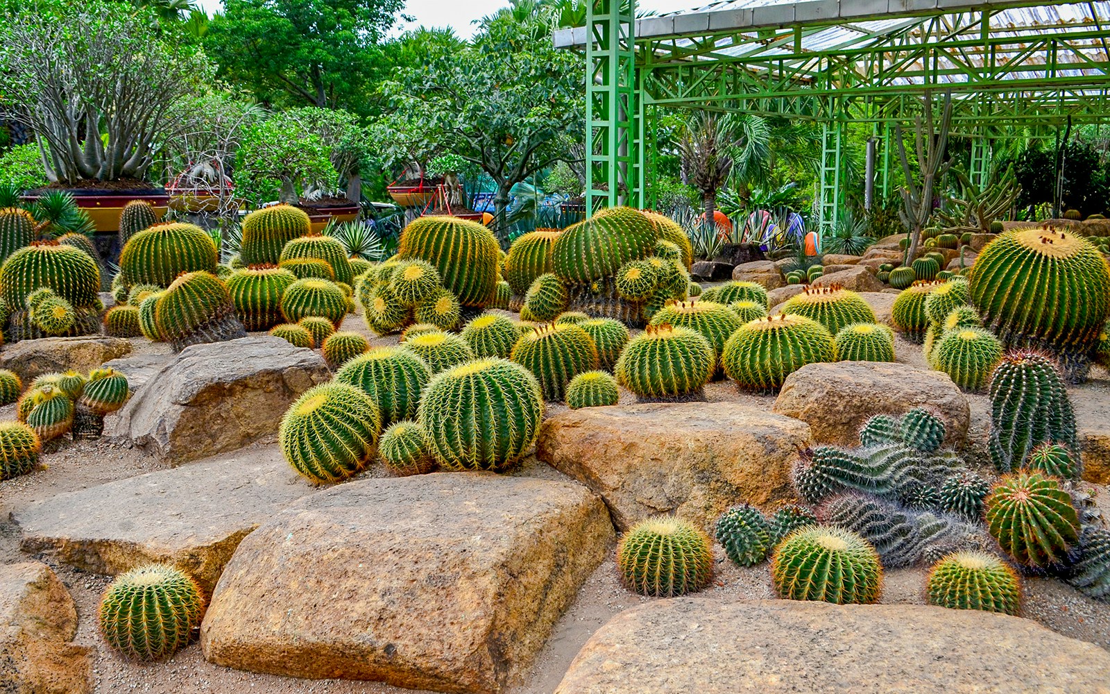 Cactus garden at Nong Nooch Tropical Garden, Pattaya, showcasing diverse cactus species.