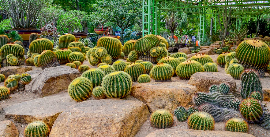 Cactus garden at Nong Nooch Tropical Garden, Pattaya, featuring diverse cacti on rocky terrain.