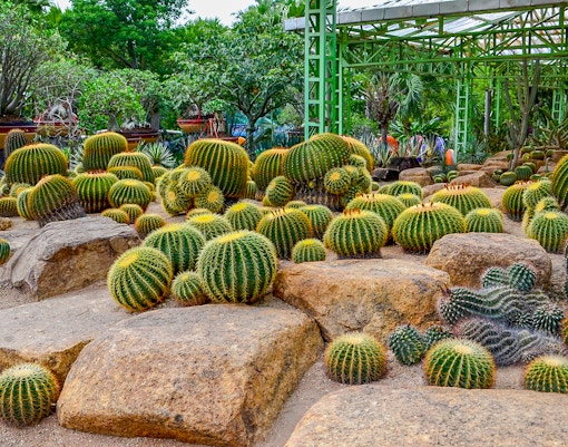 Cactus, Nong Nooch Tropical Garden, Pattaya