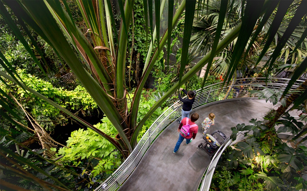 Visitors exploring rainforest exhibit at California Academy of Sciences.