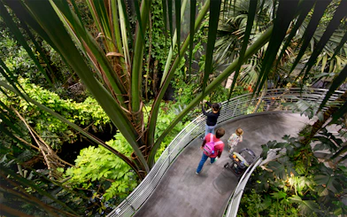 Visitors exploring rainforest exhibit at California Academy of Sciences.