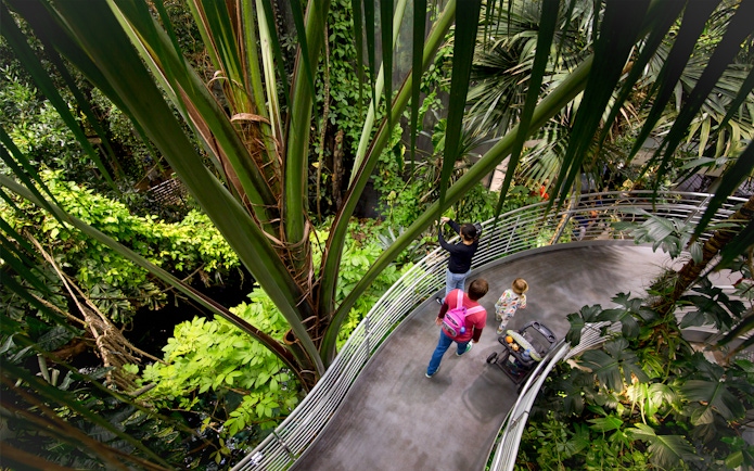Visitors exploring rainforest exhibit at California Academy of Sciences.
