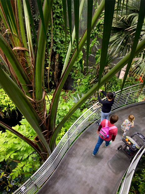 Visitors exploring rainforest exhibit at California Academy of Sciences.