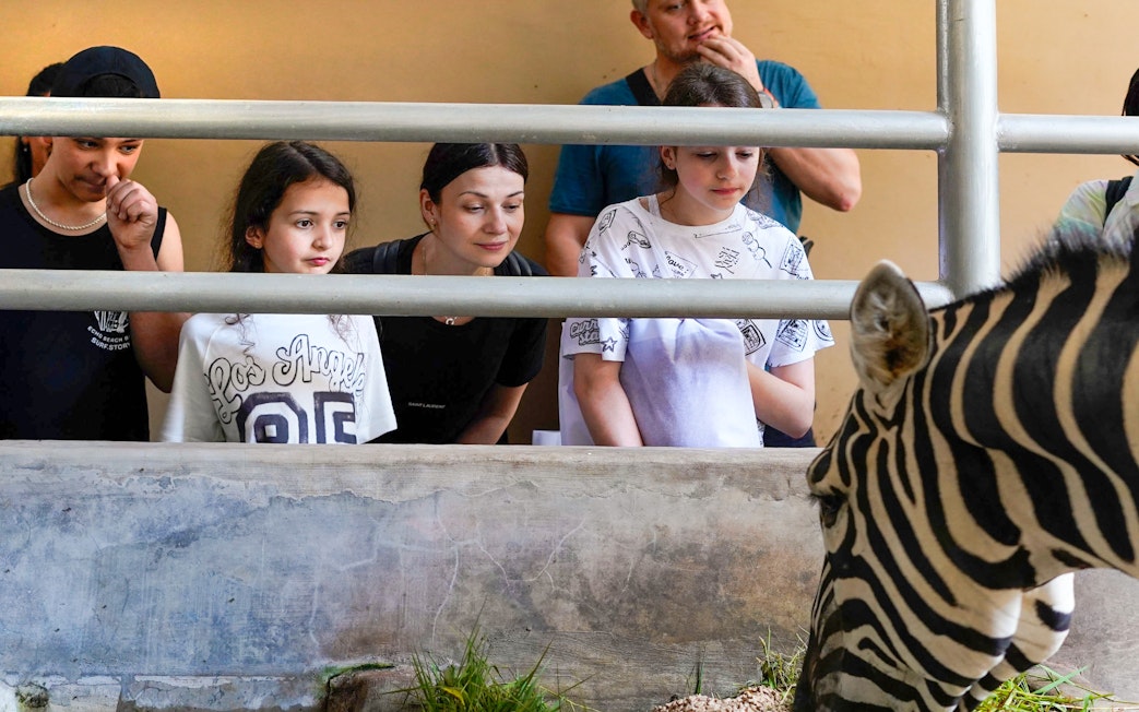 Guests watch a zebra eating during a guided tour at Bali Zoo.