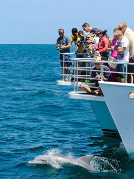 Dolphin Watch Cruise
