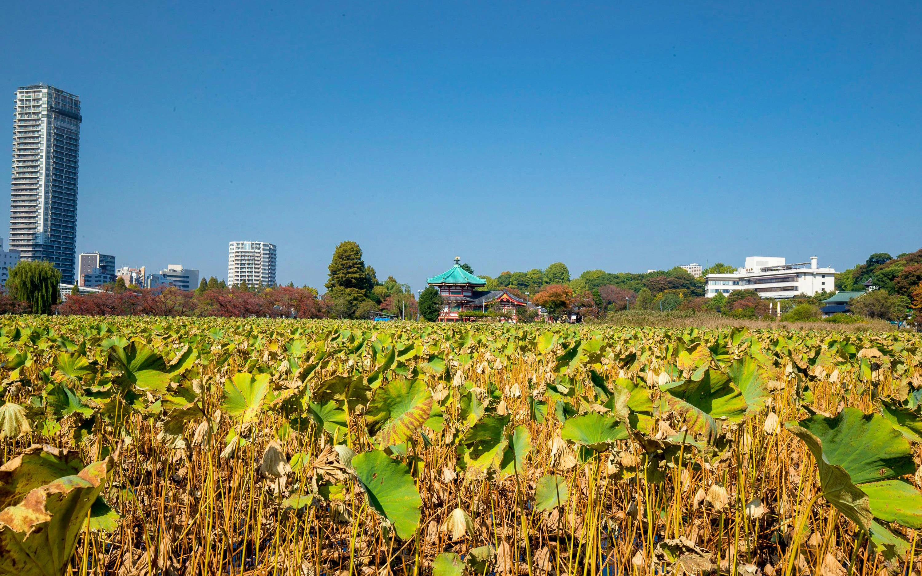 Bentendo Temple in Ueno Park, Tokyo, surrounded by lotus plants and cityscape.