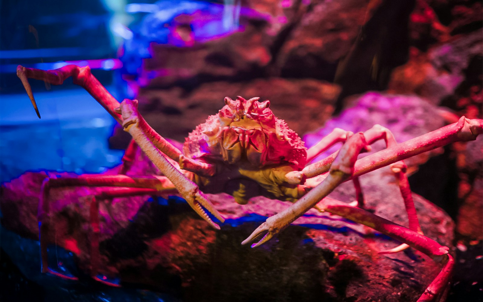 Crab on display