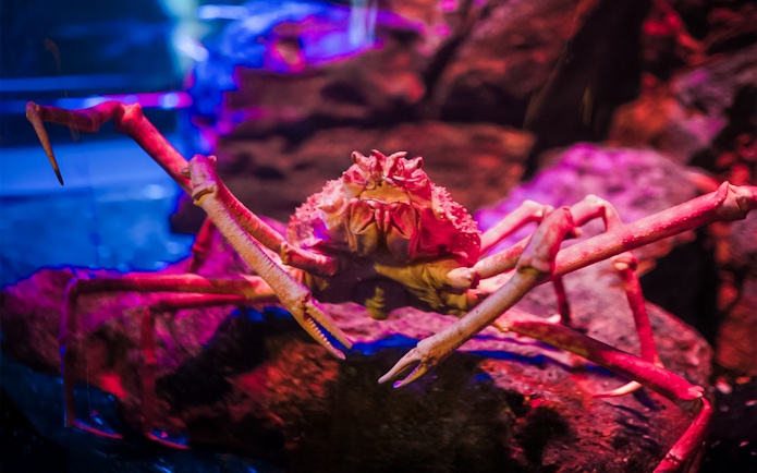 Crab on display at Sea Life Bangkok aquarium.