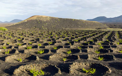 La Geria vineyards with volcanic landscape on Lanzarote, Canary Islands.