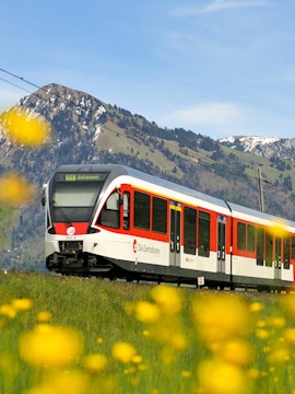 Lucerne–Interlaken Express train passing through Swiss Alps with wildflowers in foreground.