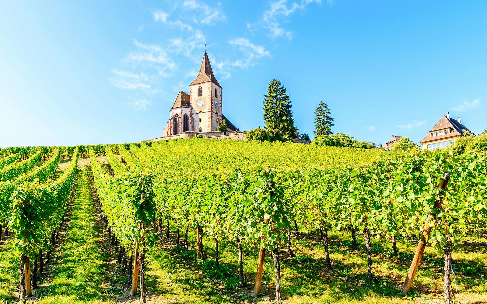 Vineyard with church in Alsace, France under a clear blue sky.