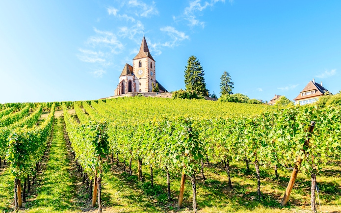 Vineyard with church in Alsace, France under a clear blue sky.