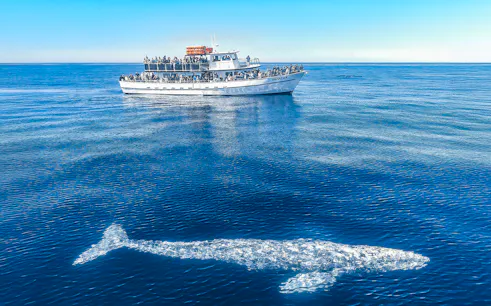 Whale near a tour boat on a San Diego whale watching cruise.