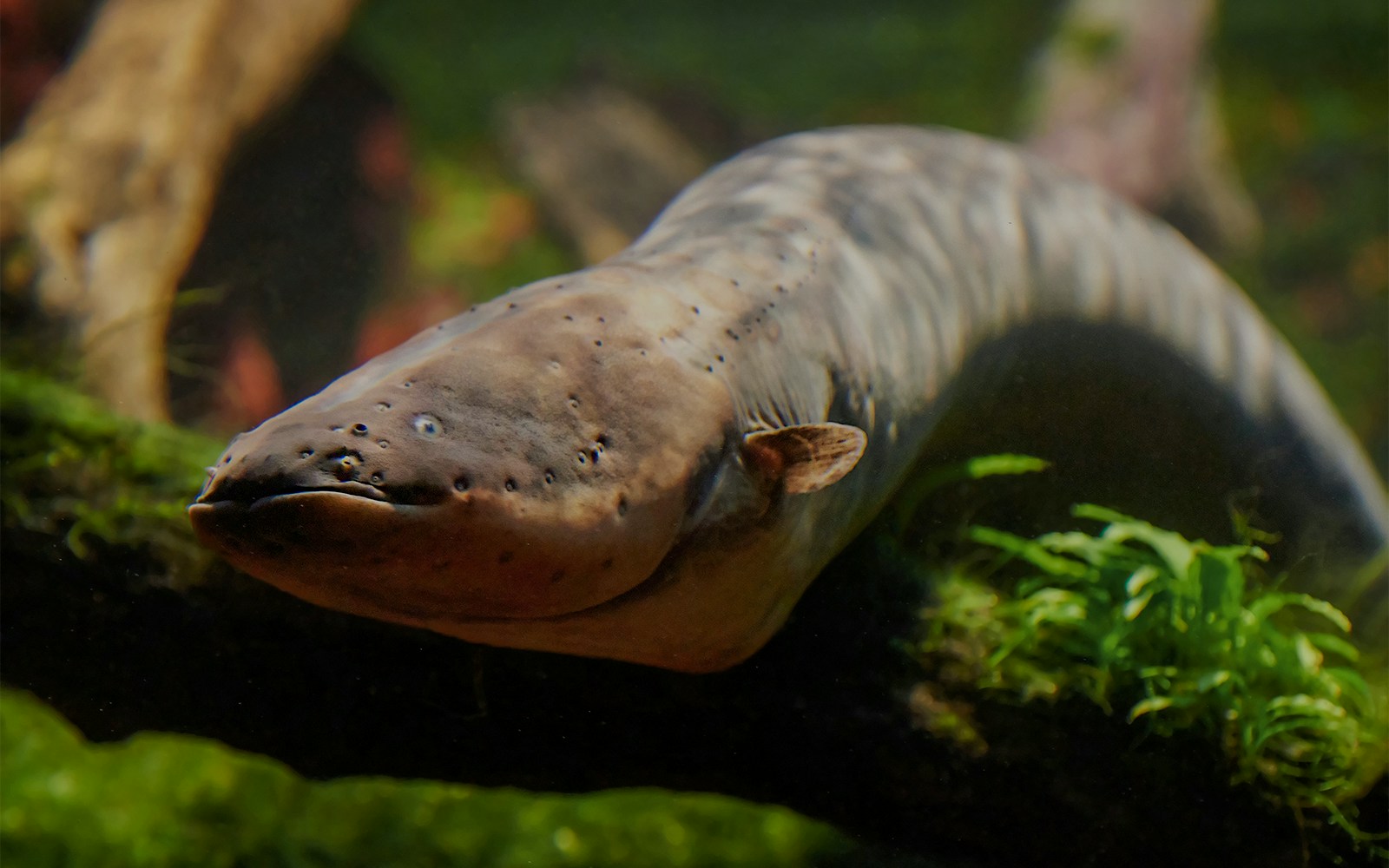 An Eel at Milford sound