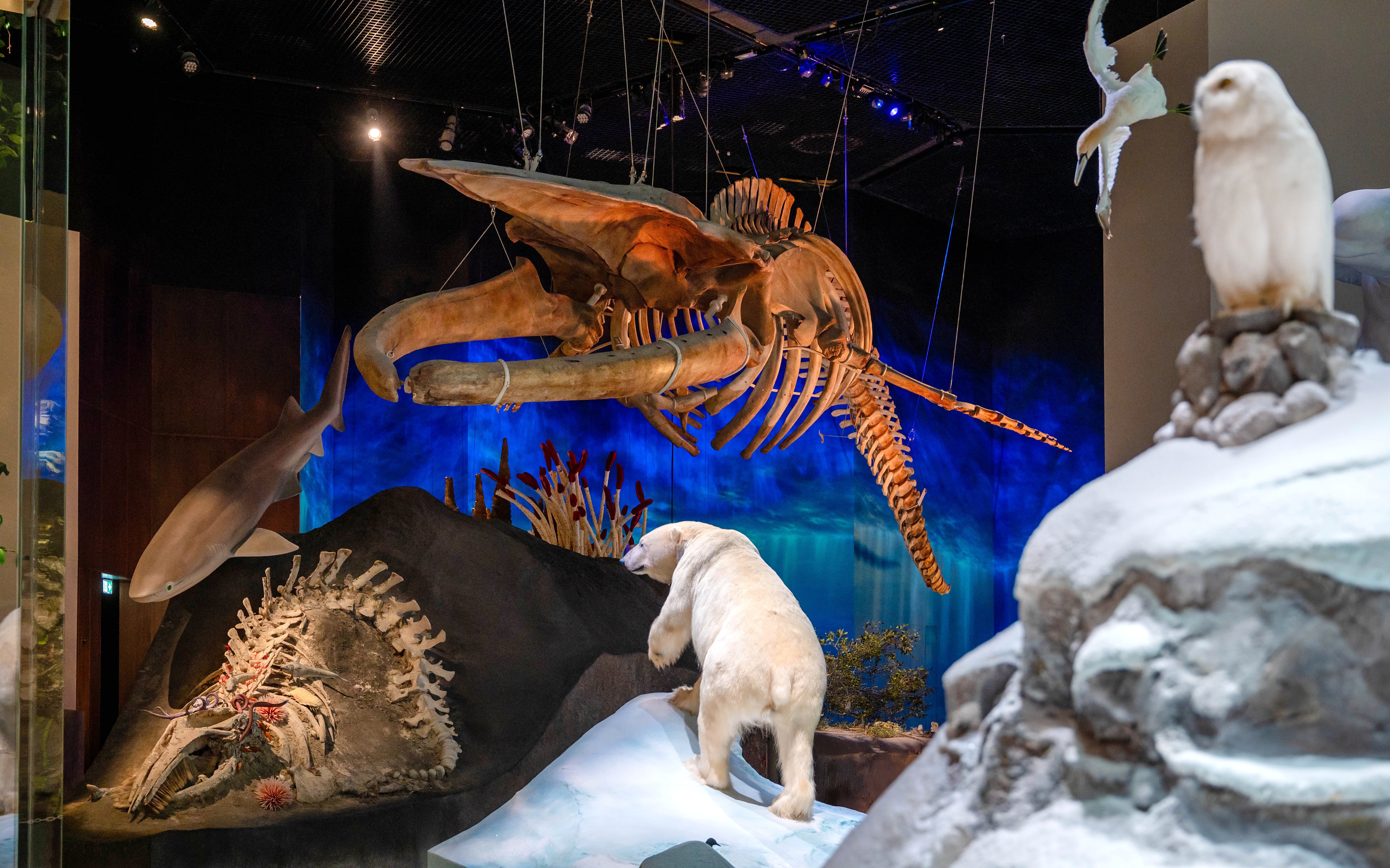 Female blue whale skeleton display at National History Museum, Abu Dhabi, with polar bear and marine life exhibits.