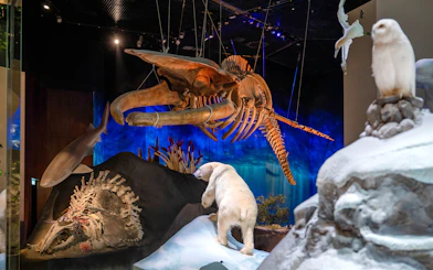 Female blue whale skeleton display at National History Museum, Abu Dhabi, with polar bear and marine life exhibits.