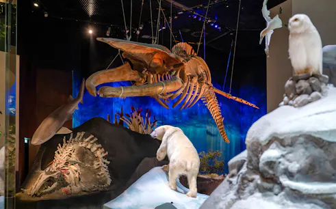 Female blue whale skeleton display at National History Museum, Abu Dhabi, with polar bear and marine life exhibits.
