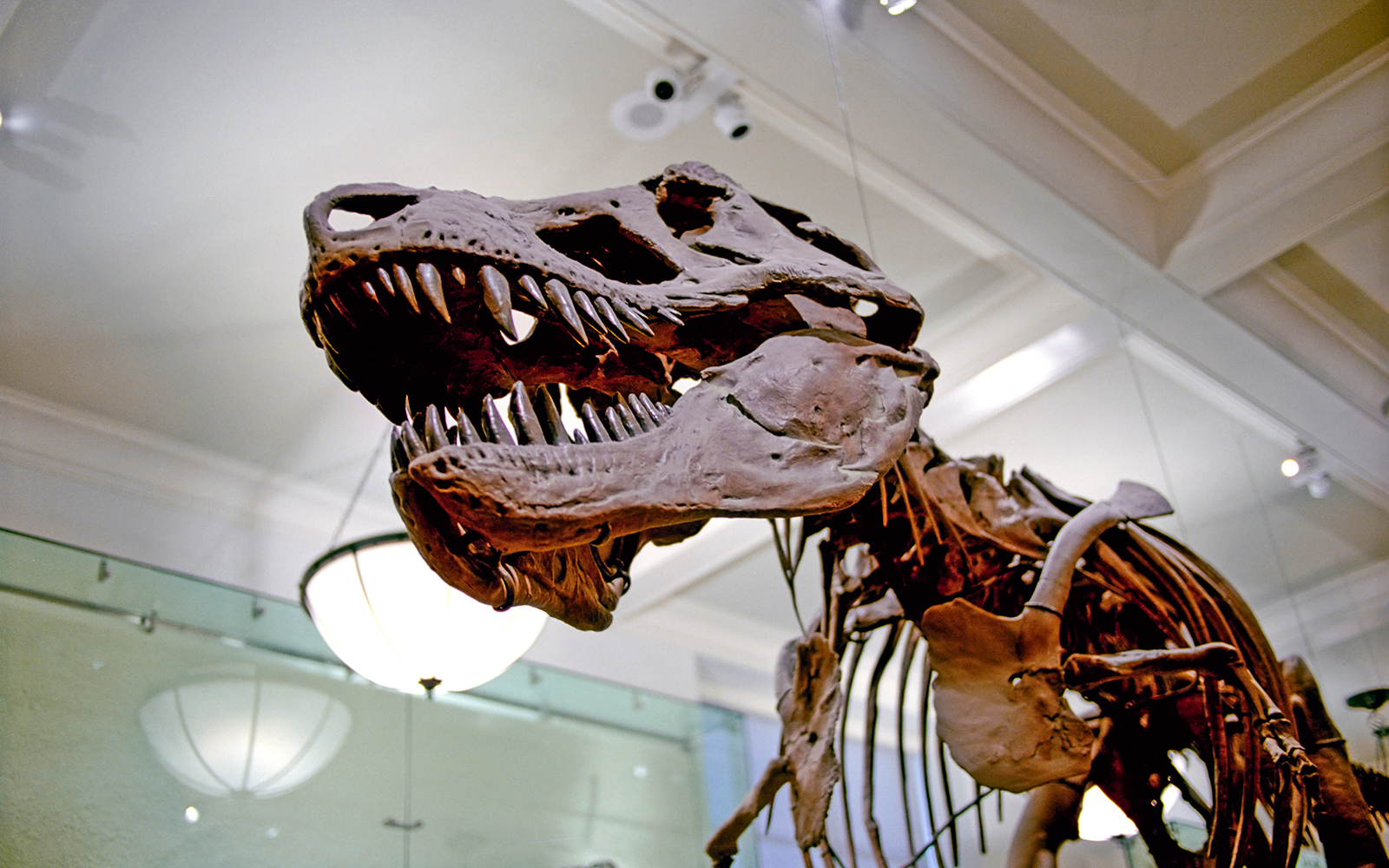 Dinosaur skeleton exhibit at Melbourne Museum.