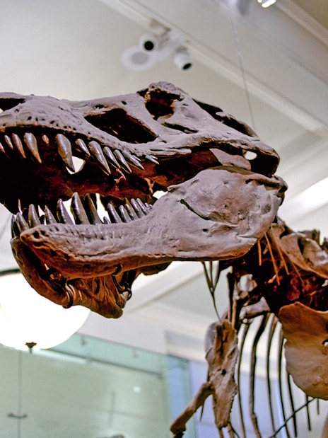 Dinosaur skeleton exhibit at Melbourne Museum.