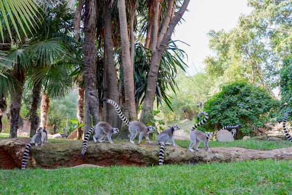 bioparc valencia: entradas sin colas-8