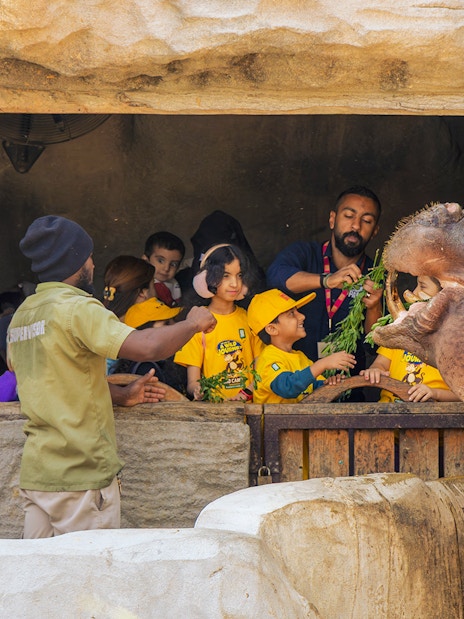 Children feeding a hippopotamus at a zoo enclosure.