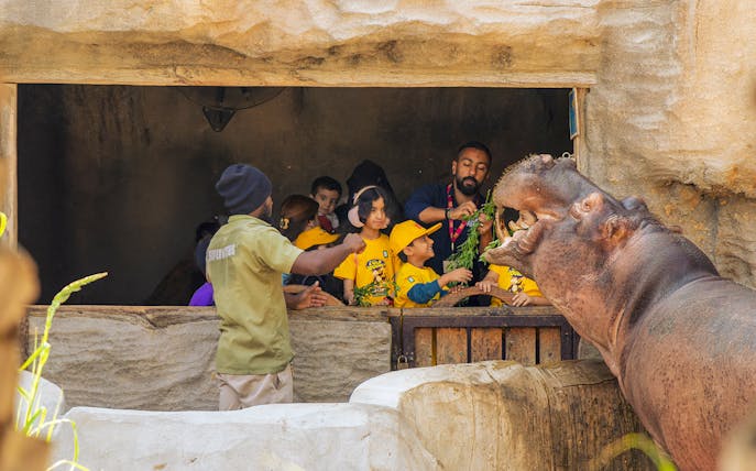 Children feeding a hippopotamus at a zoo enclosure.