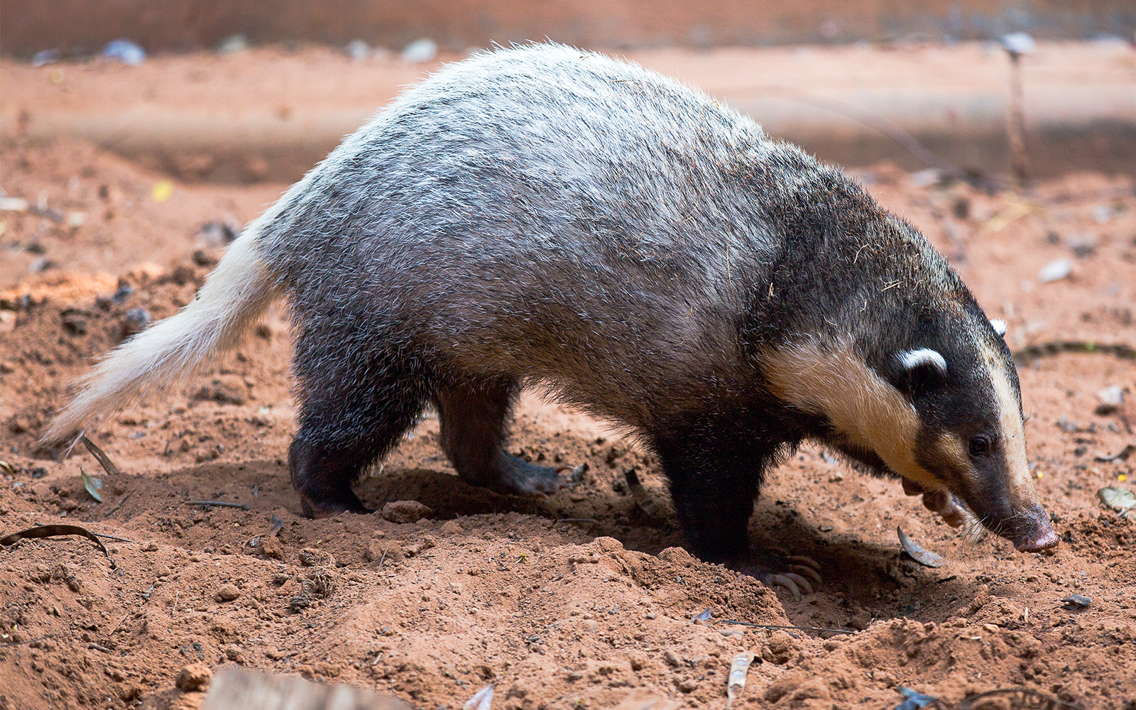 Night Safari Singapore - Hog Badger