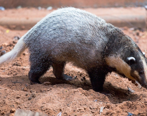 Hog badger foraging in the dirt.
