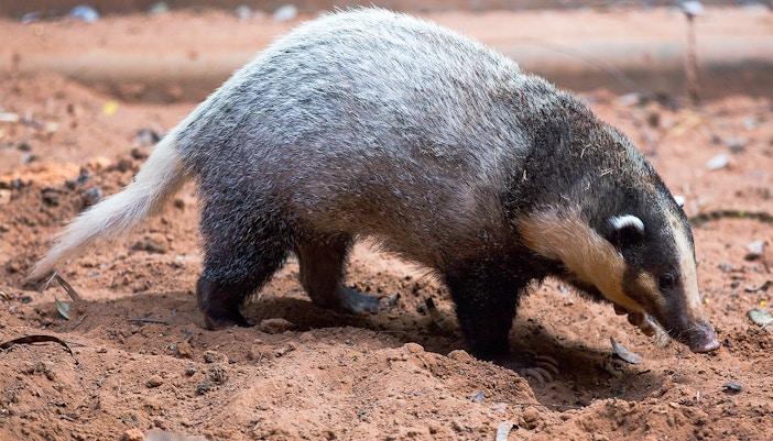 Night Safari Singapore - Hog Badger